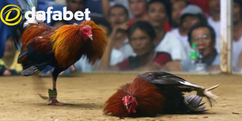Các chiến thuật cần thiết để cược chọi gà Dafabet thành công