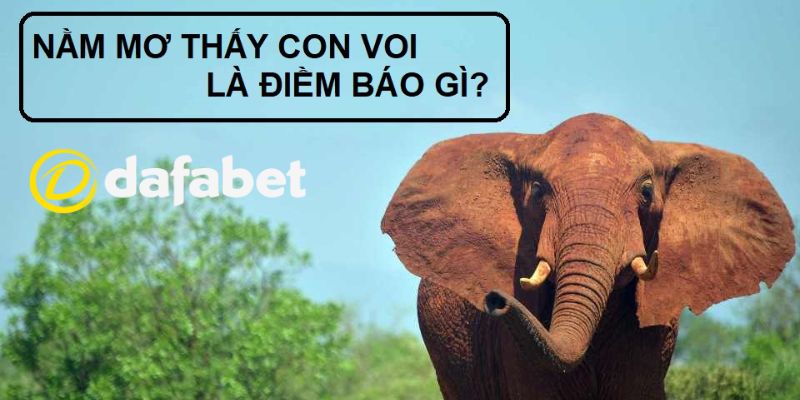 Giấc mơ con voi là điềm báo lành hay dữ?