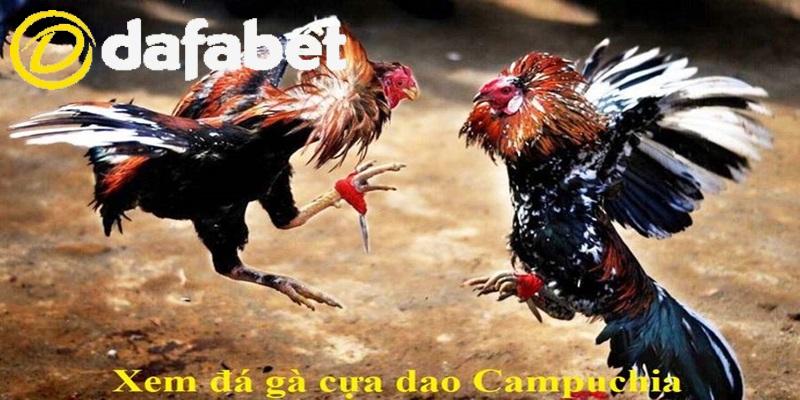 Đá Gà Campuchia Là Gì? Lý Do Nên Tham Gia Đặt Cược Đá Gà 3 Tại sao nên lựa chọn Đá Gà Campuchia?