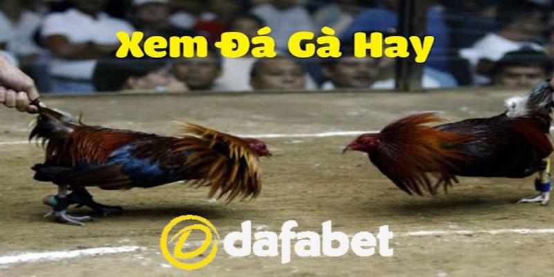 Đá Gà Campuchia Là Gì? Lý Do Nên Tham Gia Đặt Cược Đá Gà 2 Video đá gà Campuchia mới nhất